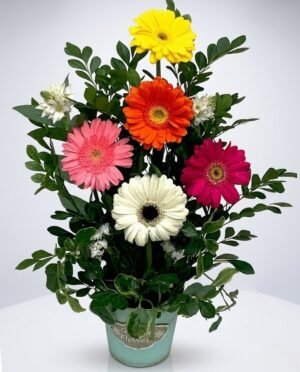 GER 1 Gerbera