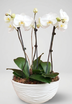 O3 arreglo de orquídea