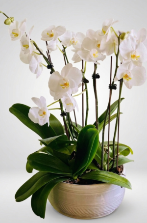 O4 arreglo de orquídea