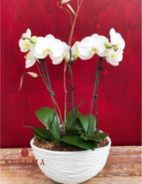 O3 arreglo de orquídea