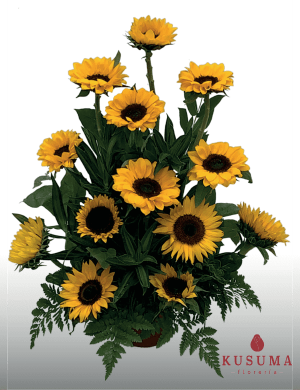 GIR 1 Girasoles premium