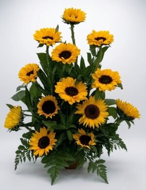 GIR 1 Girasoles premium